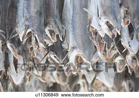 Dried cod stockfish in Loftofen, Norway for export to Italy View Large Photo Image Stock Photo - Dried cod stockfish in Loftofen, Norway for export to Italy. Fotosearch