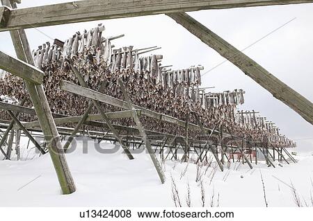 Dried cod stockfish in Loftofen, Norway for export to Italy View Large Photo Image Stock Photo - Dried cod stockfish in Loftofen, Norway for export to Italy. Fotosearch