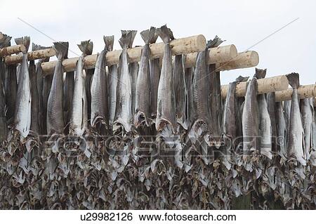 Dried cod stockfish in Loftofen, Norway for export to Italy View Large Photo Image Stock Photograph - Dried cod stockfish in Loftofen, Norway for export to Italy. Fotosearch