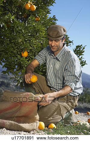 Stock Image - Farmer picking oranges. Fotosearch