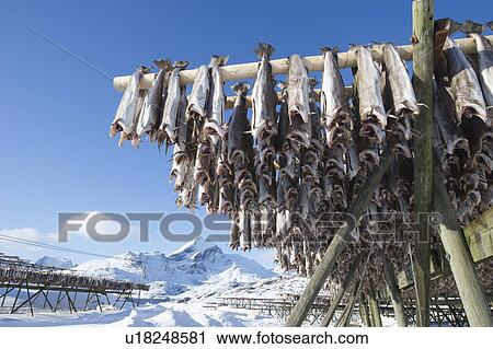 Fish hang on drying rack in Norwegian fishery View Large Photo Image Stock Image - Fish hang on drying rack in Norwegian fishery. Fotosearch