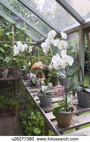 Stock Image - Floweing orchid on greenhouse workbench. Fotosearch