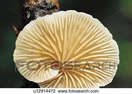 Gilled Underside of Fungus View Large Photo Image Stock Image - Gilled Underside of Fungus. Fotosearch