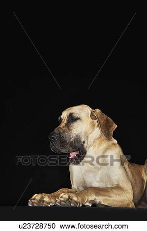 Great Dane lying rampant View Large Photo Image Stock Image - Great Dane lying rampant. Fotosearch
