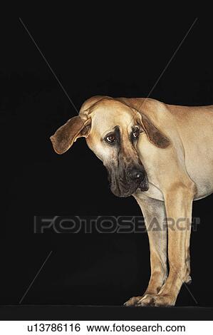 Great Dane standing, head turned, ears extended View Large Photo Image Stock Photograph - Great Dane standing, head turned, ears extended. Fotosearch