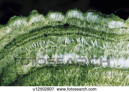 Stock Photo - Green and White Texture. Fotosearch