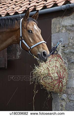 Stock Image - Horse eating hay outside stable. Fotosearch