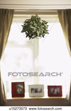 House plant hanging from ceiling View Large Photo Image Stock Image - House plant hanging from ceiling. Fotosearch