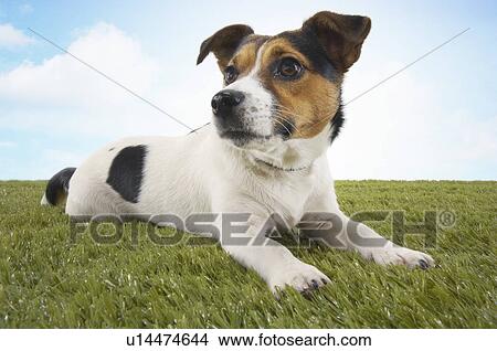Picture - Jack Russell terrier lying in grass, head up. Fotosearch