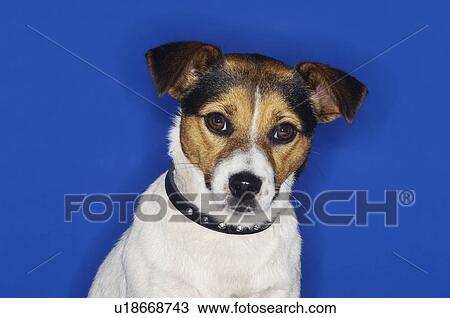 Stock Image - Jack Russell terrier, sitting, close-up. Fotosearch
