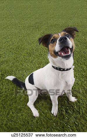 Jack Russell terrier, sitting, looking up, elevated view View Large Photo Image Stock Photo - Jack Russell terrier, sitting, looking up, elevated view. Fotosearch