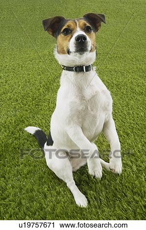Jack Russell terrier sitting up, front view View Large Photo Image Stock Image - Jack Russell terrier sitting up, front view. Fotosearch