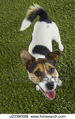 Jack Russell terrier standing, looking up, elevated view View Large Photo Image Stock Photo - Jack Russell terrier standing, looking up, elevated view. Fotosearch