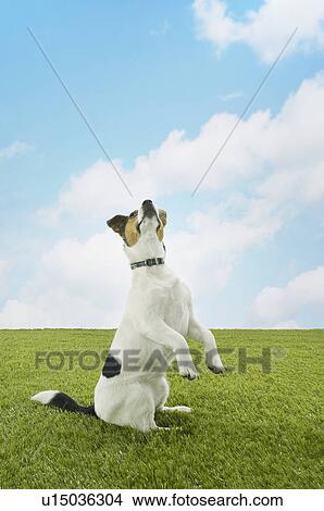Picture - Jack Russell terrier standing on hind legs. Fotosearch
