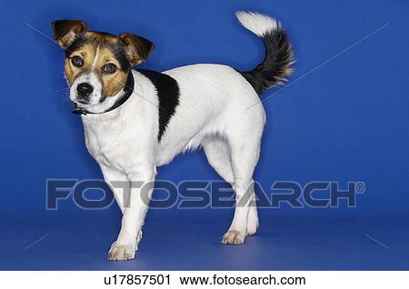Jack Russell terrier, standing View Large Photo Image Stock Image - Jack Russell terrier, standing. Fotosearch