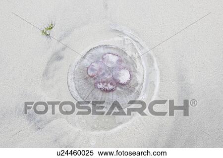 Jellyfish on beach in the Lofoten Islands, Norway View Large Photo Image Stock Photography - Jellyfish on beach in the Lofoten Islands, Norway. Fotosearch
