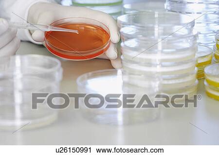 Stock Image - Lab worker adding drops to petri dish. Fotosearch