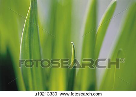 Stock Image - Leaves. Fotosearch