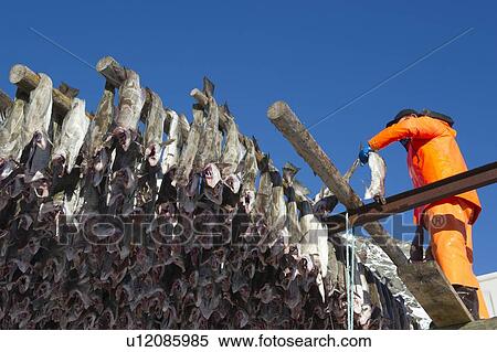 Stock Photography - Man hanging fish on rack, Norway. Fotosearch