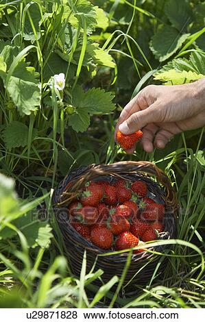 Man picking strawberries, close-up of hand View Large Photo Image Stock Photo - Man picking strawberries, close-up of hand. Fotosearch