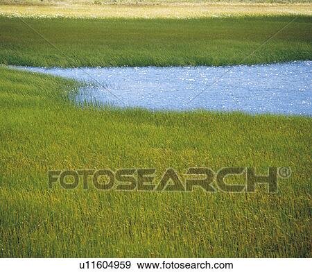 Marsh grass and water View Large Photo Image Stock Photo - Marsh grass and water. Fotosearch