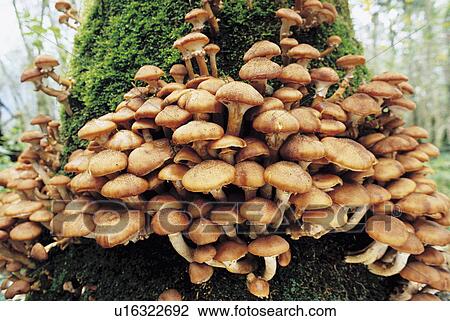 Mushrooms Growing Out of Tree View Large Photo Image Stock Image - Mushrooms Growing Out of Tree. Fotosearch
