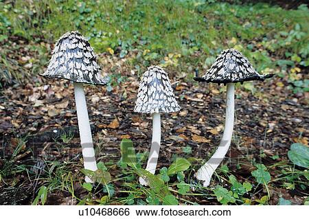 Mushrooms with Black Caps View Large Photo Image Stock Photograph - Mushrooms with Black Caps. Fotosearch