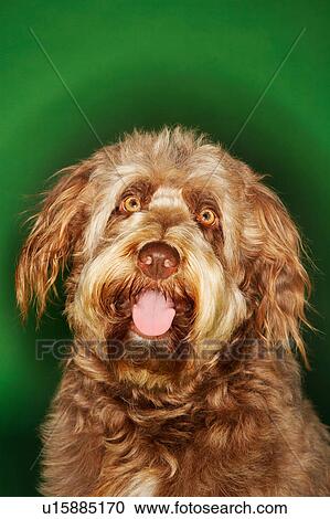 Stock Image - Otterhound, close-up. Fotosearch