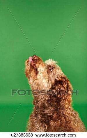 Otterhound looking up, close-up, side view View Large Photo Image Stock Photo - Otterhound looking up, close-up, side view. Fotosearch