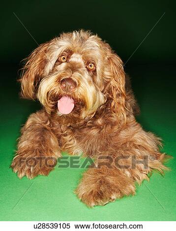 Otterhound lying rampant, tongue out View Large Photo Image Stock Photography - Otterhound lying rampant, tongue out. Fotosearch