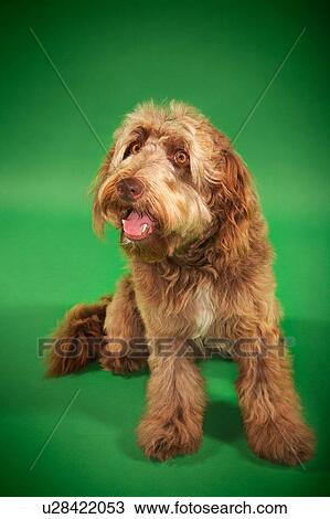 Otterhound sitting View Large Photo Image Stock Image - Otterhound sitting. Fotosearch