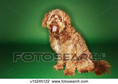 Otterhound sitting with tongue out View Large Photo Image Stock Image - Otterhound sitting with tongue out. Fotosearch