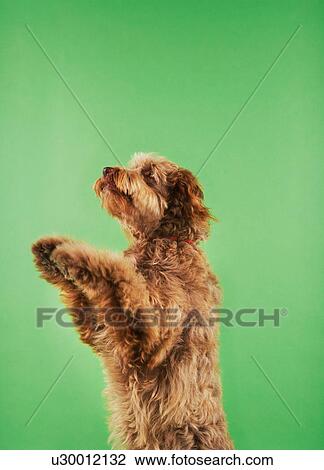 Stock Image - Otterhound standing on hind legs, side view. Fotosearch