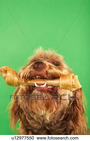 Otterhound with rawhide bone, close-up, low angle view View Large Photo Image Stock Image - Otterhound with rawhide bone, close-up, low angle view. Fotosearch