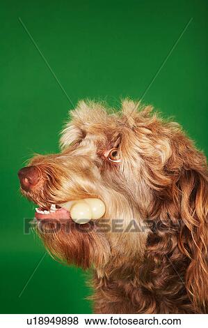 Otterhound with rubber bone, close-up View Large Photo Image Stock Photo - Otterhound with rubber bone, close-up. Fotosearch