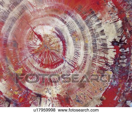 Petrified wood, close-up View Large Photo Image Stock Photo - Petrified wood, close-up. Fotosearch