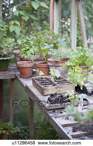 Stock Photo - Potting crate on workbench in greenhouse. Fotosearch