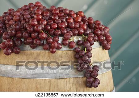 Stock Photo - Red grapes arranged on wine cask. Fotosearch