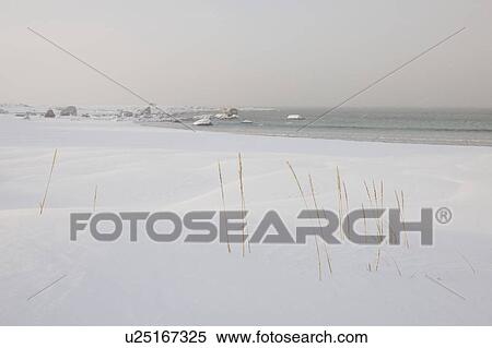 Stock Photography - Reeds grow near Ramberg in Flakstadoya, Loftofen islands, Norway. Fotosearch