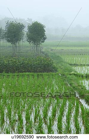 Stock Image - Rice field in Yangshuo, Guangxi province, China. Fotosearch
