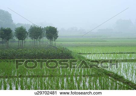 Rice field in Yangshuo, Guangxi province, China View Large Photo Image Stock Image - Rice field in Yangshuo, Guangxi province, China. Fotosearch