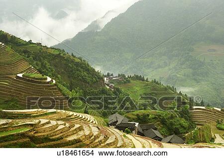 Picture - Rice terraces (Dragon's backbone terrace) Longsheng (Longji), Ping An Village, Guilin area, Guangxi province, China. Fotosearch