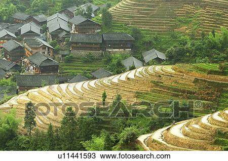 Rice terraces (Dragon's backbone terrace) Longsheng (Longji), Ping An Village, Guilin area, Guangxi province, China View Large Photo Image Stock Image - Rice terraces (Dragon's backbone terrace) Longsheng (Longji), Ping An Village, Guilin area, Guangxi province, China. Fotosearch