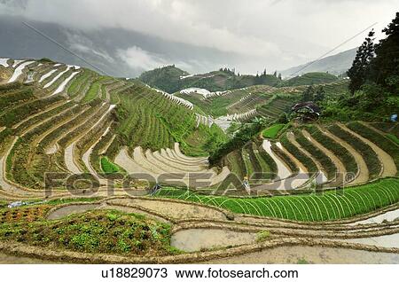 Stock Image - Rice terraces (Dragon's backbone terrace) Longsheng (Longji), Ping An Village, Guilin area, Guangxi province, China. Fotosearch
