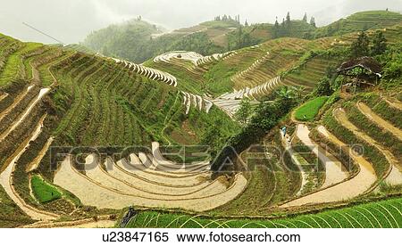 Rice terraces (Dragon's backbone terrace) Longsheng (Longji), Ping An Village, Guilin area, Guangxi province, China View Large Photo Image Stock Photography - Rice terraces (Dragon's backbone terrace) Longsheng (Longji), Ping An Village, Guilin area, Guangxi province, China. Fotosearch