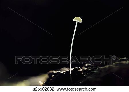 Stock Image - Single Mushroom. Fotosearch