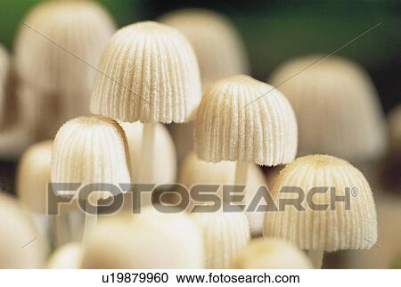 Small White Mushrooms View Large Photo Image Stock Image - Small White Mushrooms. Fotosearch