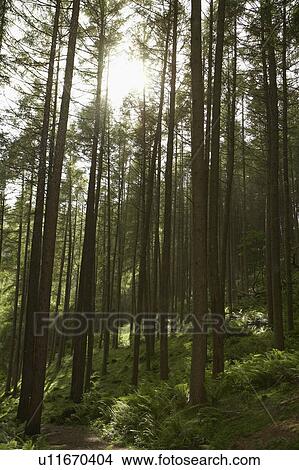 Sunlight shining through trees in forest View Large Photo Image Picture - Sunlight shining through trees in forest. Fotosearch