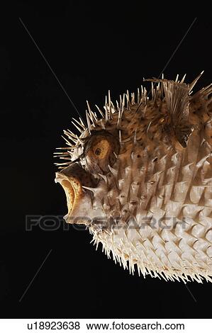 Stock Photo - Taxidermal inflated puffer fish, studio shot, cropped. Fotosearch