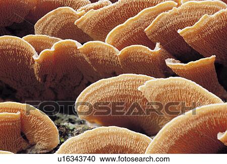 Stock Image - Thin Fans of Fungus. Fotosearch